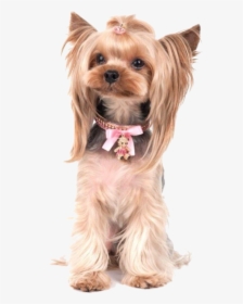 Yorkie Poo Photos - Yorkshire Terrier Yorkie Puppy Walking Clip Art Free, HD Png Download, Transparent PNG