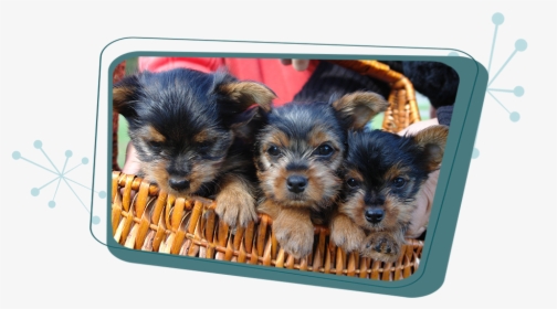 Cute Yorkie Puppies, HD Png Download, Transparent PNG