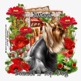 Bonnie Is Top Dog Sw - Yorkshire Terrier, HD Png Download, Transparent PNG
