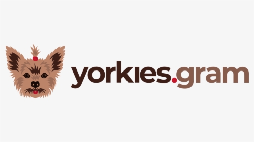 Yorkies Gram - Graphic Design, HD Png Download, Transparent PNG
