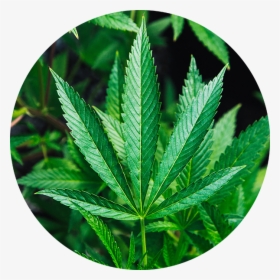 Cannabis Aphids Leaf Damage, HD Png Download, Transparent PNG