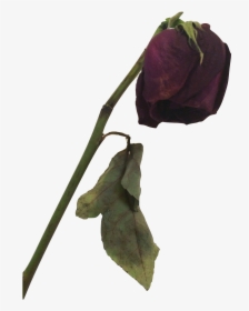 Dead Rose Png - Dead Flower Png, Transparent Png, Transparent PNG