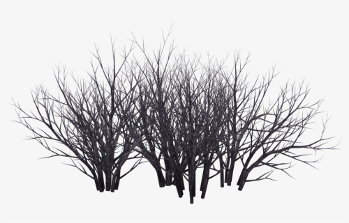 Shrub Tree Photography Black And White - Desert Bush In Png, Transparent Png, Transparent PNG