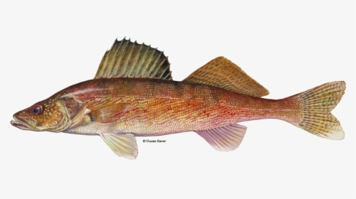 Illustration Of A Walleye, HD Png Download, Transparent PNG
