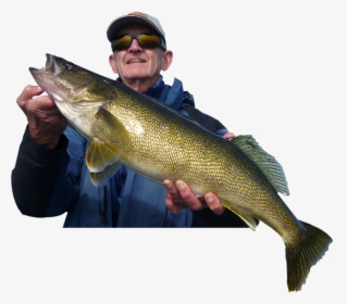 Rainy Lake Trophy Walleye Fishing - Bass, HD Png Download, Transparent PNG