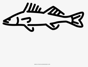 Walleye Coloring Page - Illustration, HD Png Download, Transparent PNG