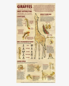 Transparent Baby Giraffe Png - Infografia De La Jirafa, Png Download, Transparent PNG