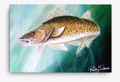 Walleye Pike By Ricky Trione - Brown Trout, HD Png Download, Transparent PNG