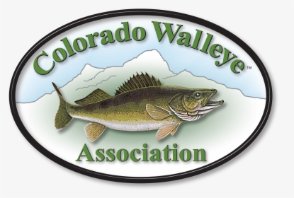 Walleye, HD Png Download, Transparent PNG