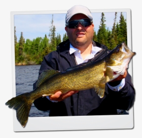 Walleye Tips, Baits & Lures - Pull Fish Out Of Water, HD Png Download, Transparent PNG