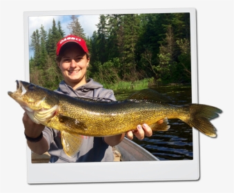 Walleye - Pull Fish Out Of Water, HD Png Download, Transparent PNG