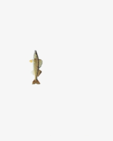 South Dakota State Fish, HD Png Download, Transparent PNG
