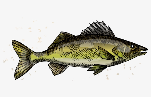 Https - //woodscabins - - Walleye, HD Png Download, Transparent PNG