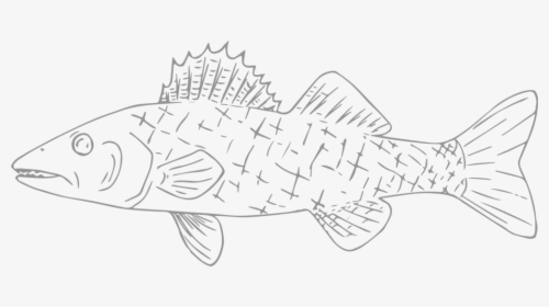 Willards Walleye - Striped Burrfish, HD Png Download, Transparent PNG