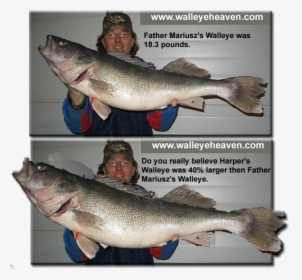 Transparent Walleye Png - World Record Walleye Length, Png Download, Transparent PNG