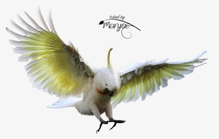Psp Tubes Cr Ations De Maryse Tubes Animaux - Flying Cockatoo, HD Png Download, Transparent PNG