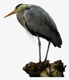 Crane Bird Png, Transparent Png, Transparent PNG