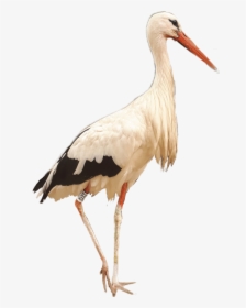 #crane #bird #birds #kraanvogel #afrika #africa #southafrica - White Stork, HD Png Download, Transparent PNG