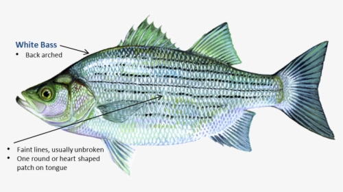 White Bass - Fish In Oklahoma, HD Png Download, Transparent PNG