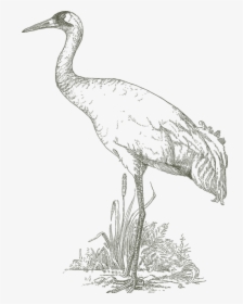 Easy Bird Sanctuary Drawing, HD Png Download, Transparent PNG