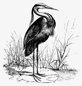 The Crane Lake Mascot - Vintage Heron Illustration, HD Png Download, Transparent PNG