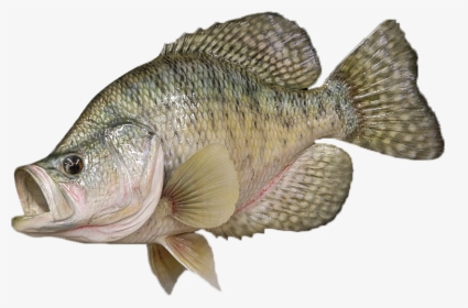 Crappie Fish Png, Transparent Png, Transparent PNG