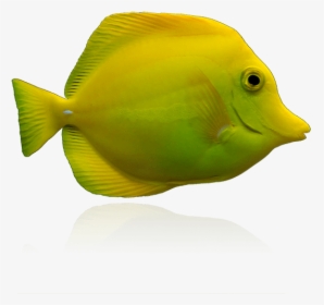 Captive Bred Yellow Tangs By Biota - Fish Yellow, HD Png Download, Transparent PNG