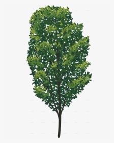 Tree 15 No Stroke - American Holly, HD Png Download, Transparent PNG