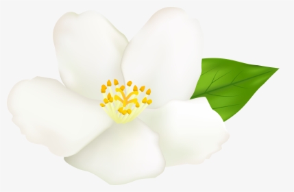 Magnolia Flower Clipart At Getdrawings - Free Clip Art White Magnolia, HD Png Download, Transparent PNG