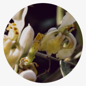Drumstick Tree - Magnolia - Magnolia, HD Png Download, Transparent PNG
