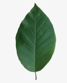 Magnolia Tree Png, Transparent Png, Transparent PNG