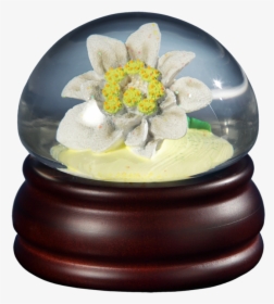 Edelweiss Flower Mushroom Wg   Class Lazyload None - Jasmine, HD Png Download, Transparent PNG