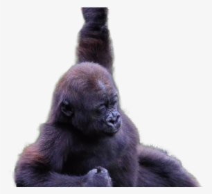 Gorilla Png Transparent Images - Gorilla Png, Png Download, Transparent PNG