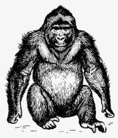 Ape Black And White, HD Png Download, Transparent PNG