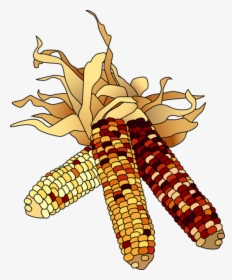 Transparent Corn Cob Png - Indian Corn Clipart, Png Download, Transparent PNG