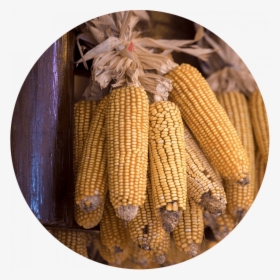 Corn Cobs Hung Up To Dry - Maize, HD Png Download, Transparent PNG