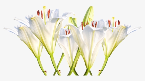 Lilies, White Lilies, Blossom, Bloom, Flower, White - Thinking Of You Lillies, HD Png Download, Transparent PNG