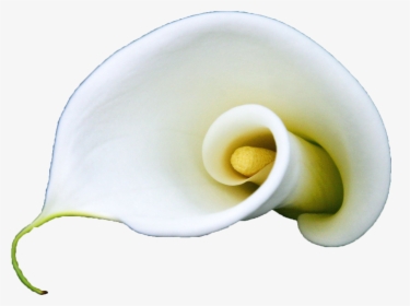 Clip Art Arum Flower Lilium A - Giant White Arum Lily, HD Png Download, Transparent PNG