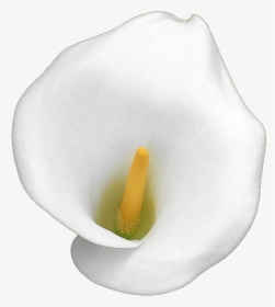 White Calla Lily By Jeanicebartzen27 White Calla Lily - White Calla Lily Png, Transparent Png, Transparent PNG