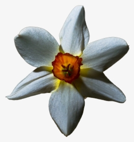 Transparent White Lily - Flowers With Black Background, HD Png Download, Transparent PNG