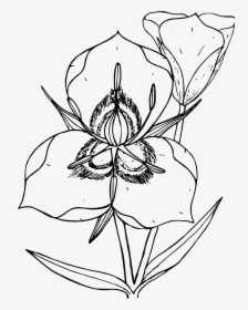 Clipart - Drawing Utah State Flower, HD Png Download, Transparent PNG