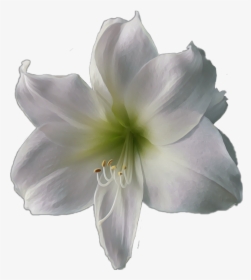 #flower #white #lily - Lily, HD Png Download, Transparent PNG