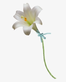 Easter Lily Clipart Free - Easter Lily Png, Transparent Png, Transparent PNG