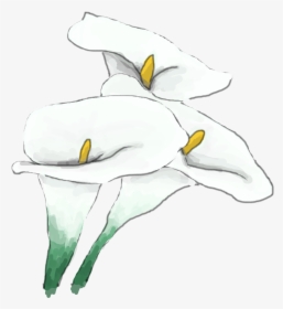 Whitelily - Lily, HD Png Download, Transparent PNG