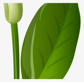 White Lily Flowers Png Transparent Gardening, Png Download, Transparent PNG