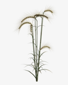 Wheat, Field, Plant, Agriculture, Summer, Autumn - Grass, HD Png Download, Transparent PNG