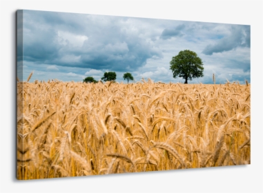 Wheat Field , Png Download - Wheat Field, Transparent Png, Transparent PNG