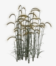 Wheat, Field, Plant, Agriculture, Summer, Autumn - Planta De Trigo Png, Transparent Png, Transparent PNG