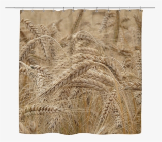 Field Of Wheat - Wheat, HD Png Download, Transparent PNG