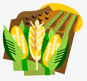 Corn Field Farm Stock Vector - Agricultura De Los Taironas, HD Png Download, Transparent PNG